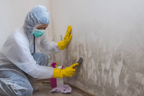 Mold Remediation for Rental Properties in Roosevelt, UT