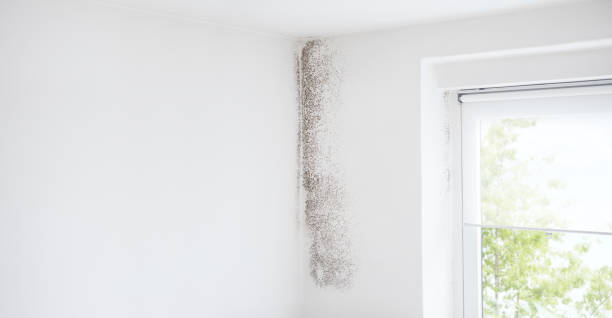 Best Air Quality Testing for Mold Spores  in Roosevelt, UT