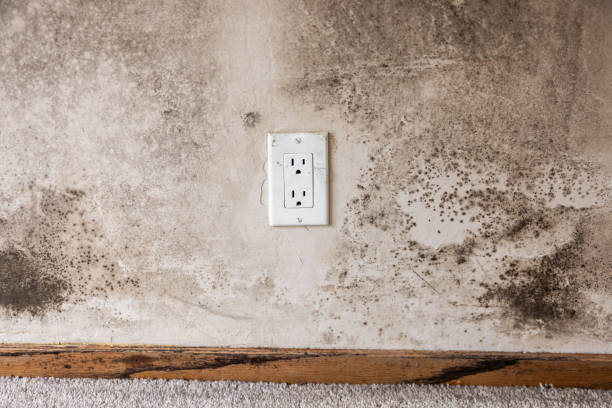 Best Post-Construction Mold Inspection  in Roosevelt, UT