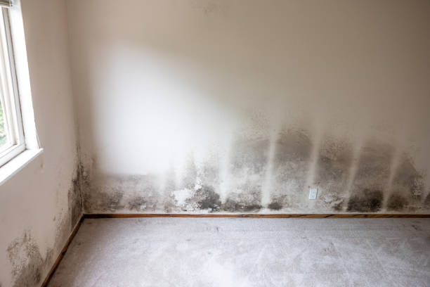 Professional Mold Removal in Roosevelt, UT